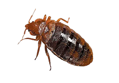 Bed bug PNG