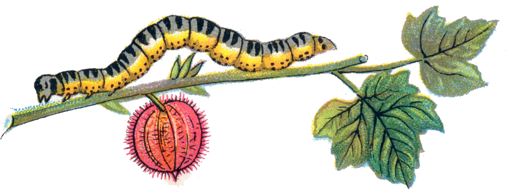 Caterpillar PNG
