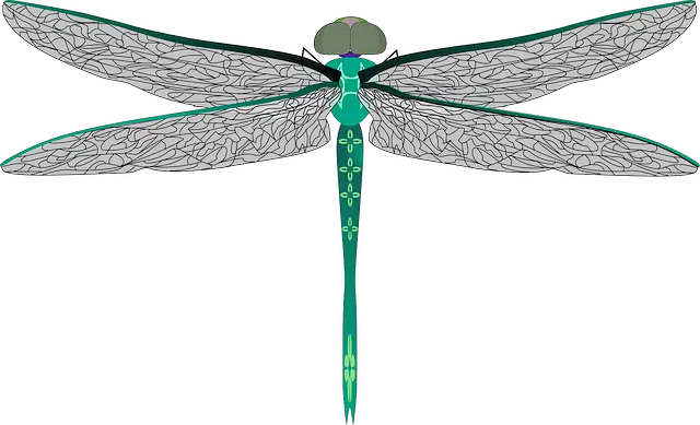 Dragonfly PNG