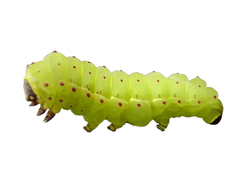 Caterpillar PNG