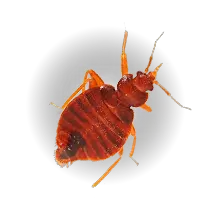 Bed bug PNG