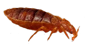 Bed bug PNG