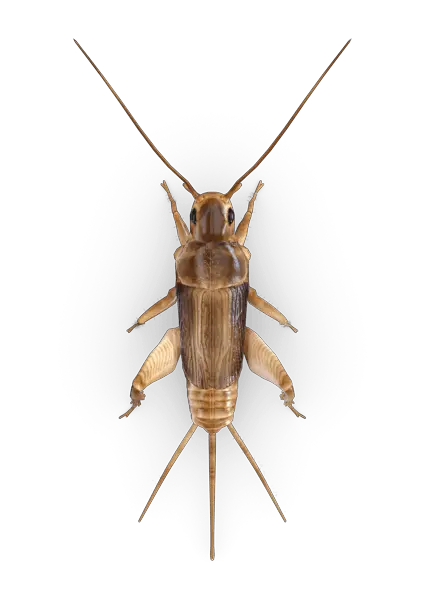 Cricket insect PNG