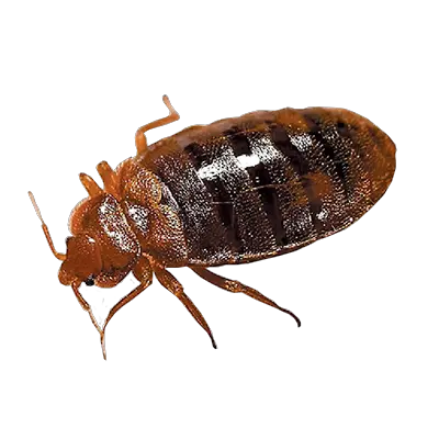 Bed bug PNG