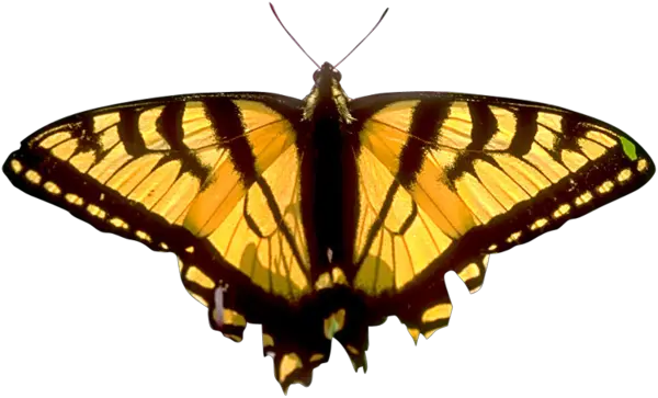 Butterfly PNG image