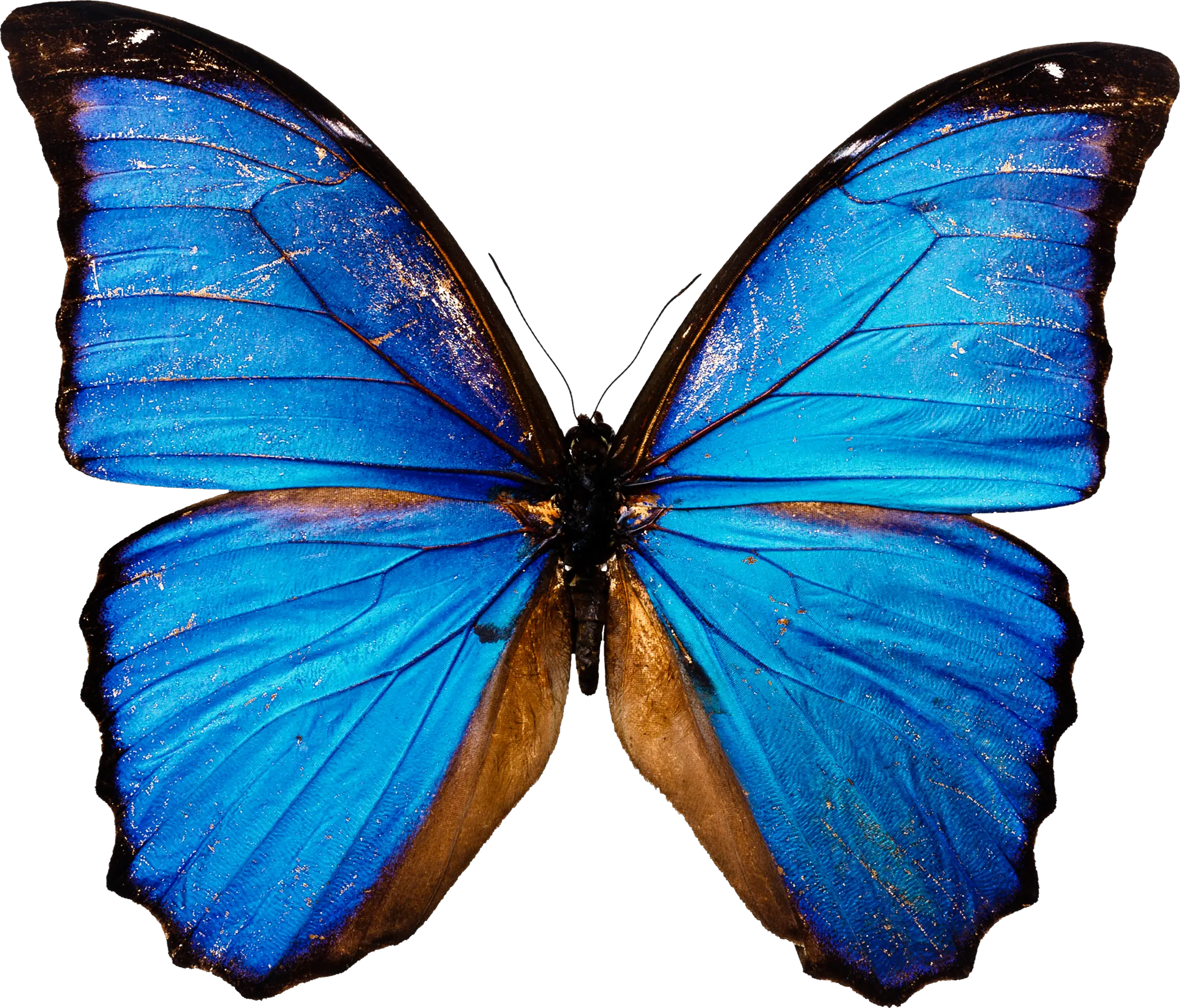 Blue butterfly PNG image