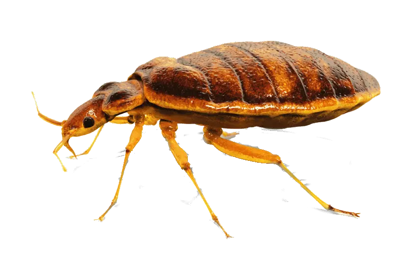 Bed bug PNG