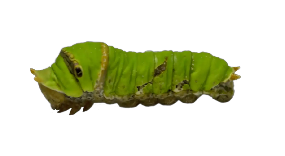 Caterpillar PNG