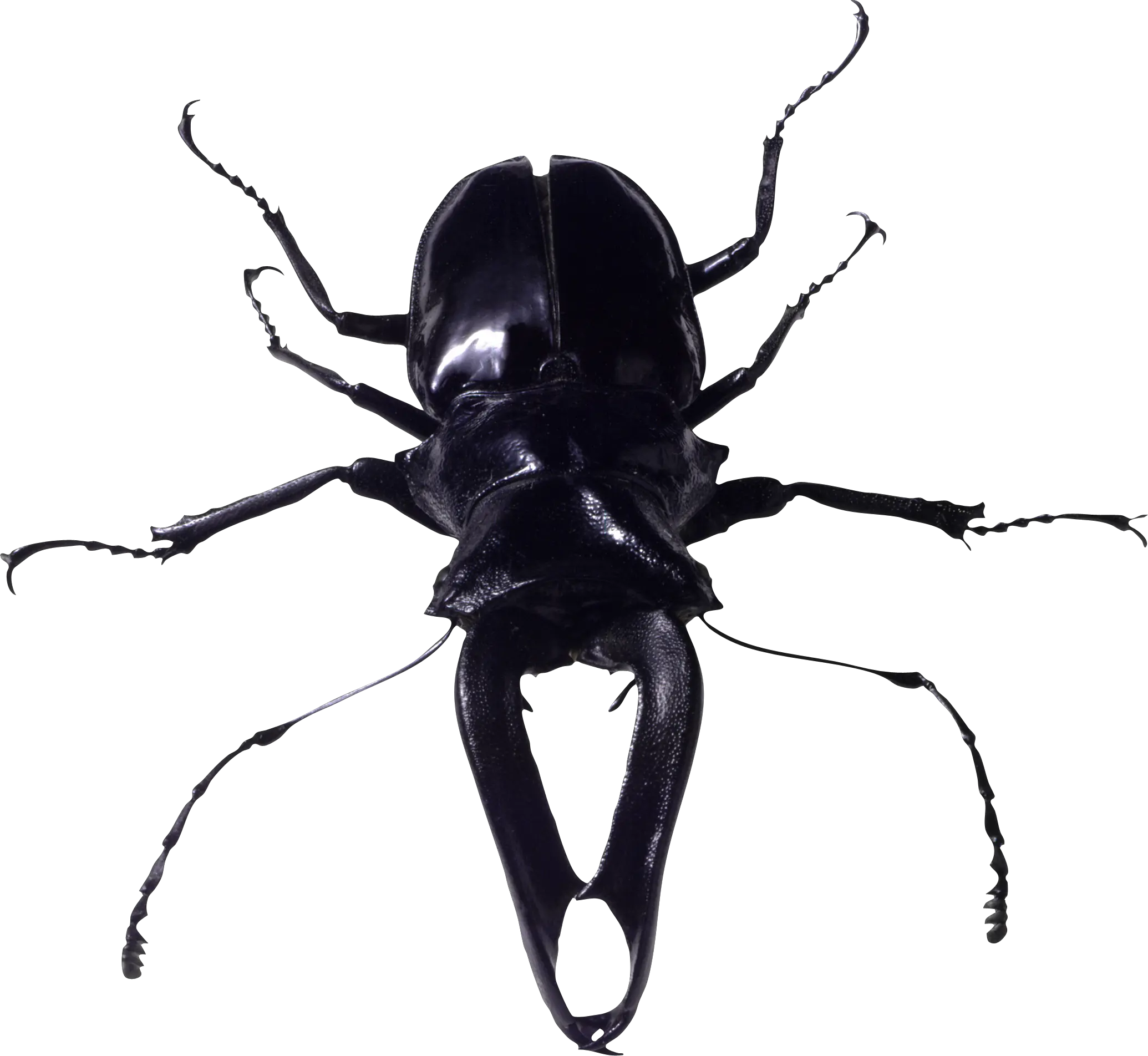 insect bug PNG image