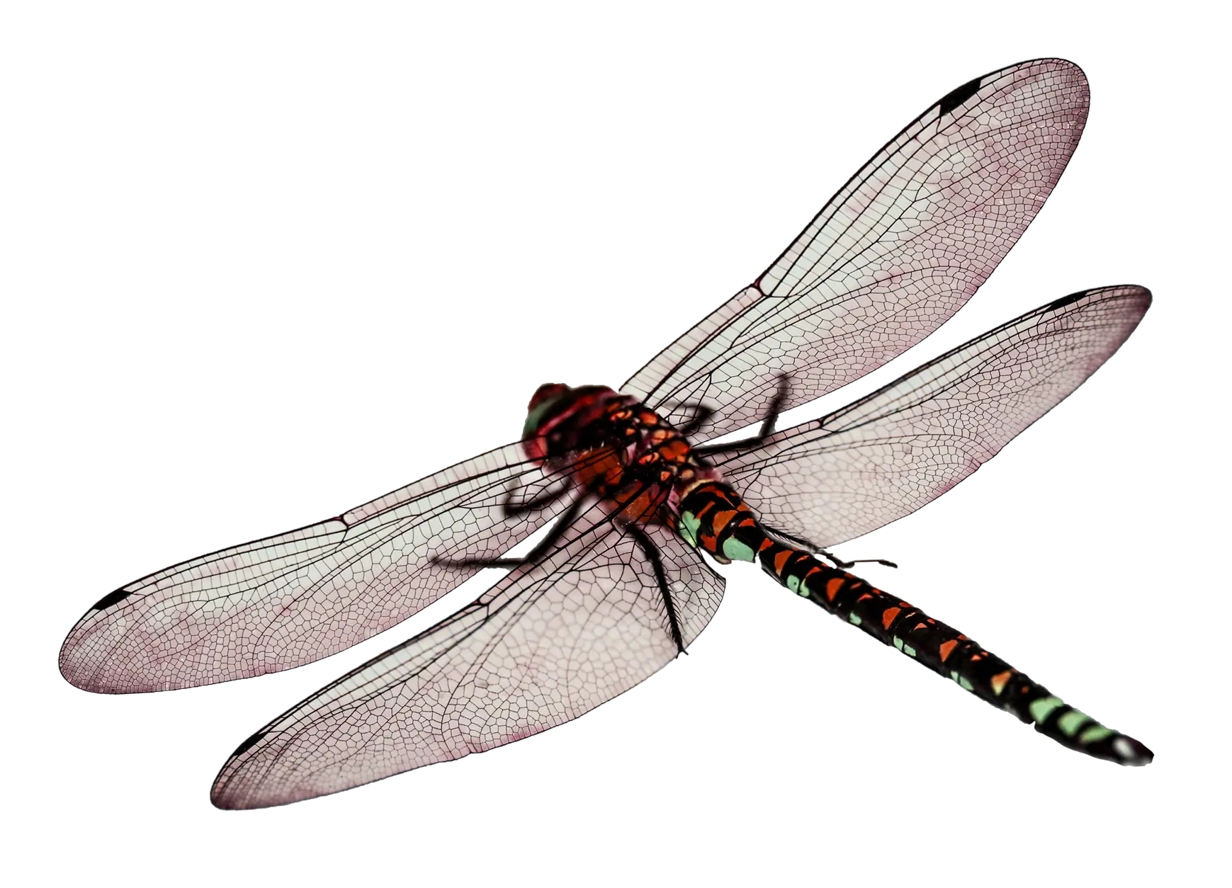 Dragonfly PNG