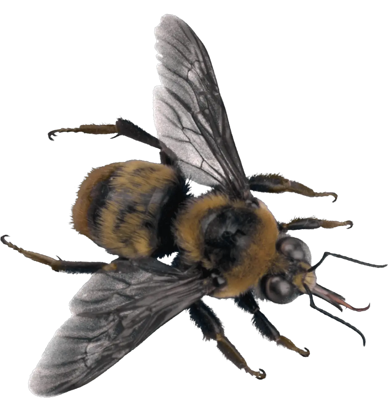 Bee PNG image