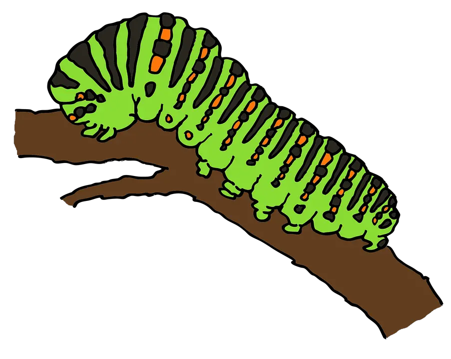 Caterpillar PNG
