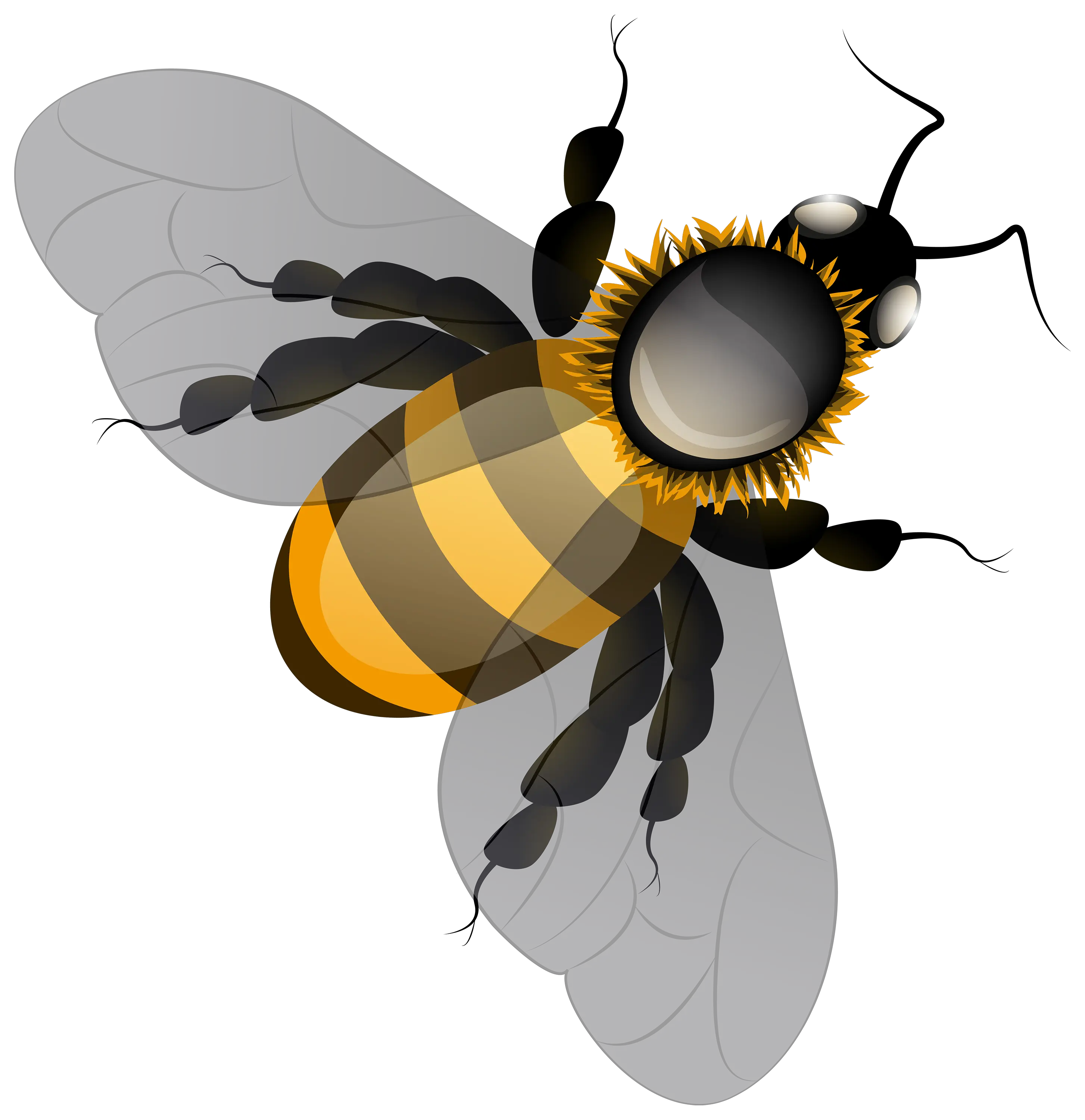 Bee PNG