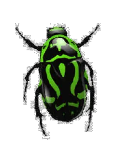 green bug PNG image insect PNG