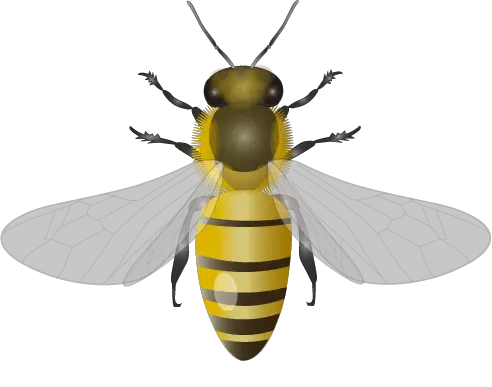 Bee PNG