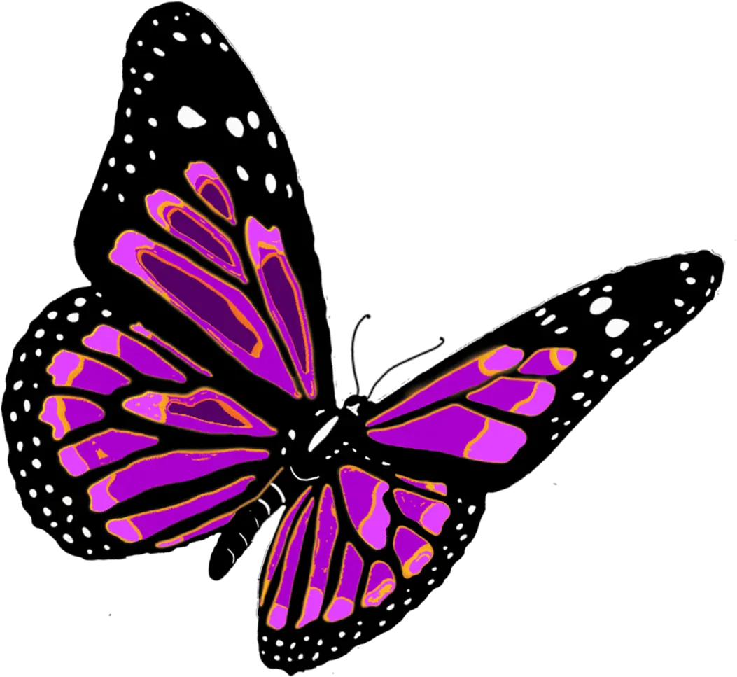 flying butterfly PNG image