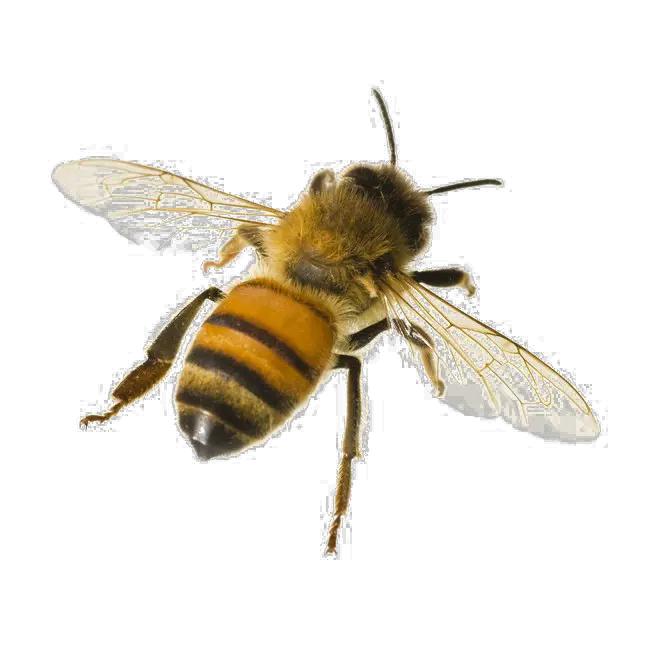 Bee PNG