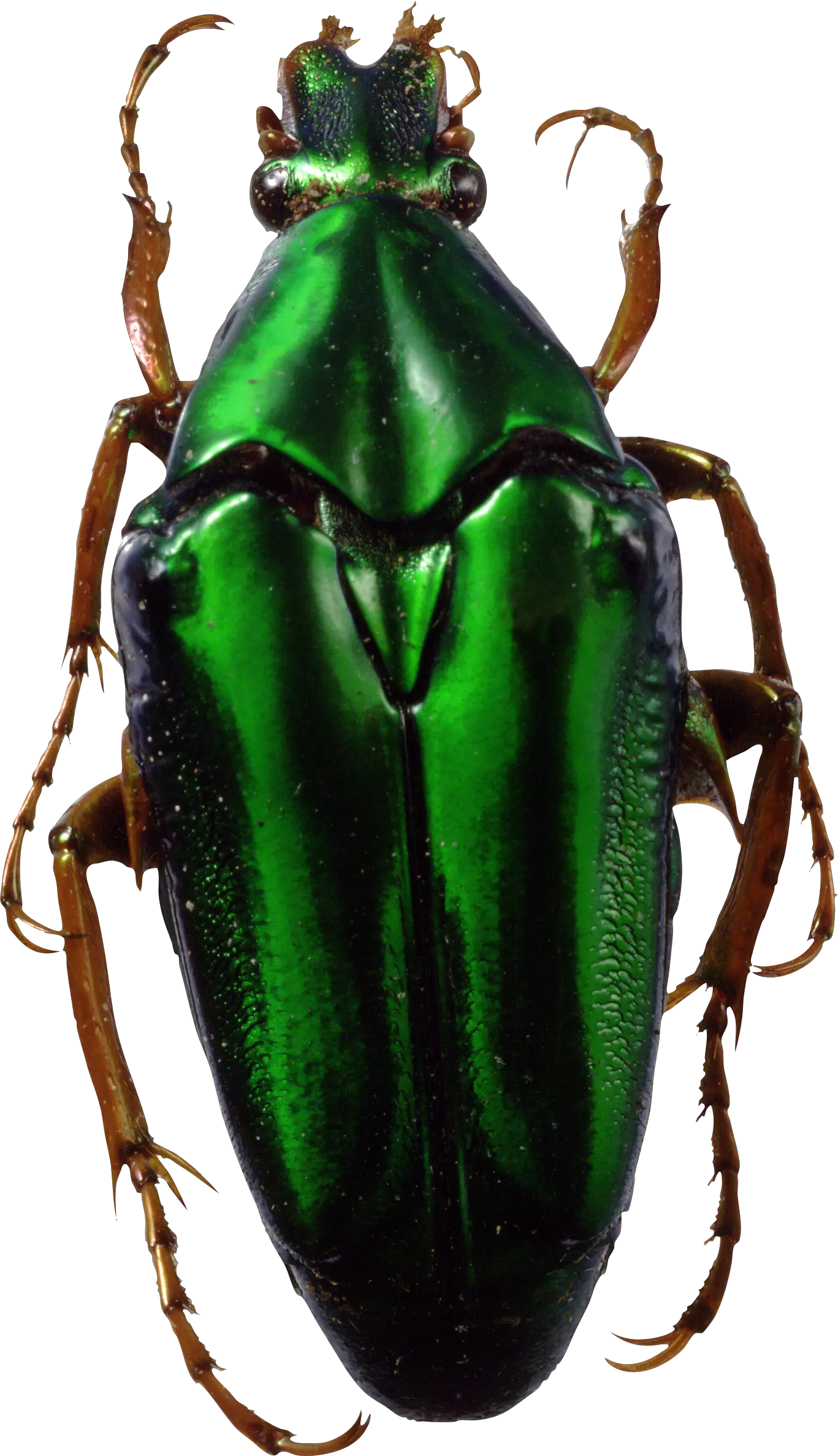 green bug PNG image