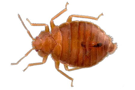 Bed bug PNG
