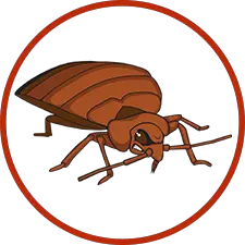 Bed bug PNG