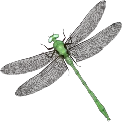 Dragonfly PNG