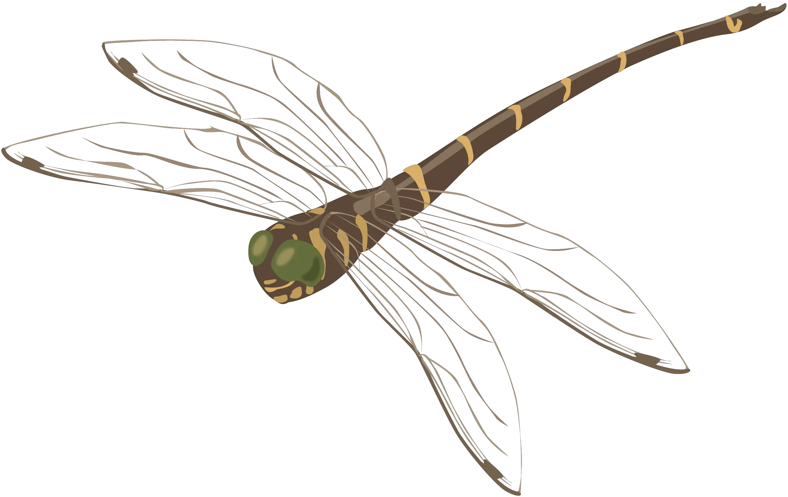 Dragonfly PNG