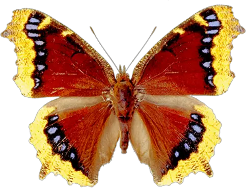 Butterfly PNG image