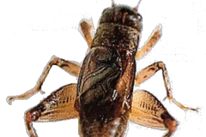 Cricket insect PNG