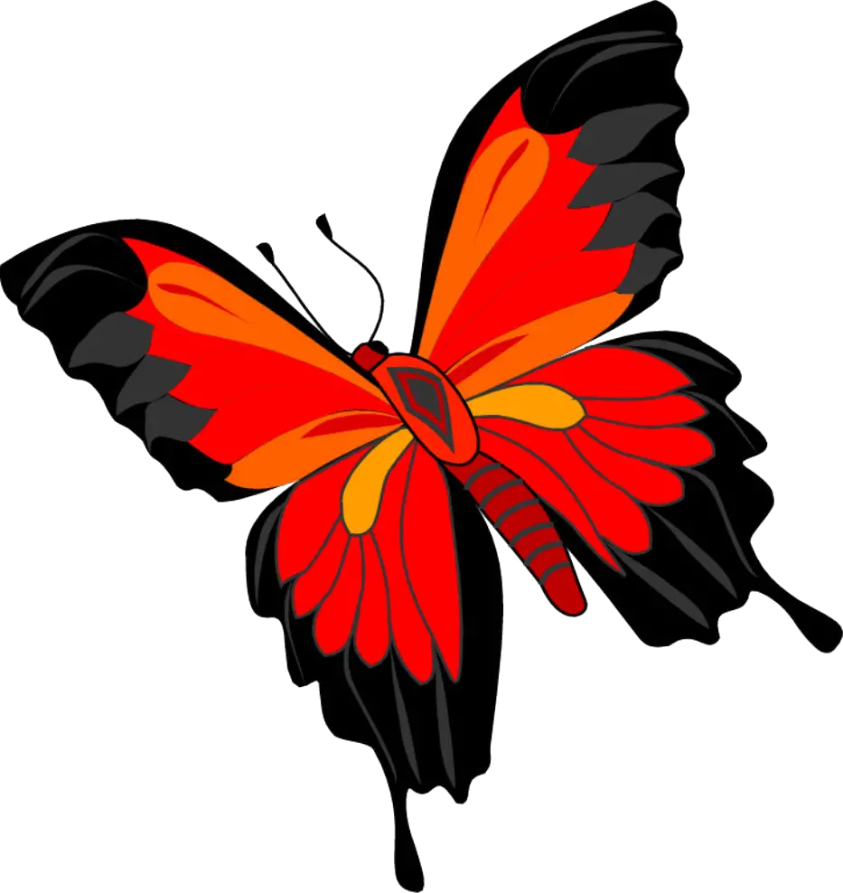 Butterfly PNG image