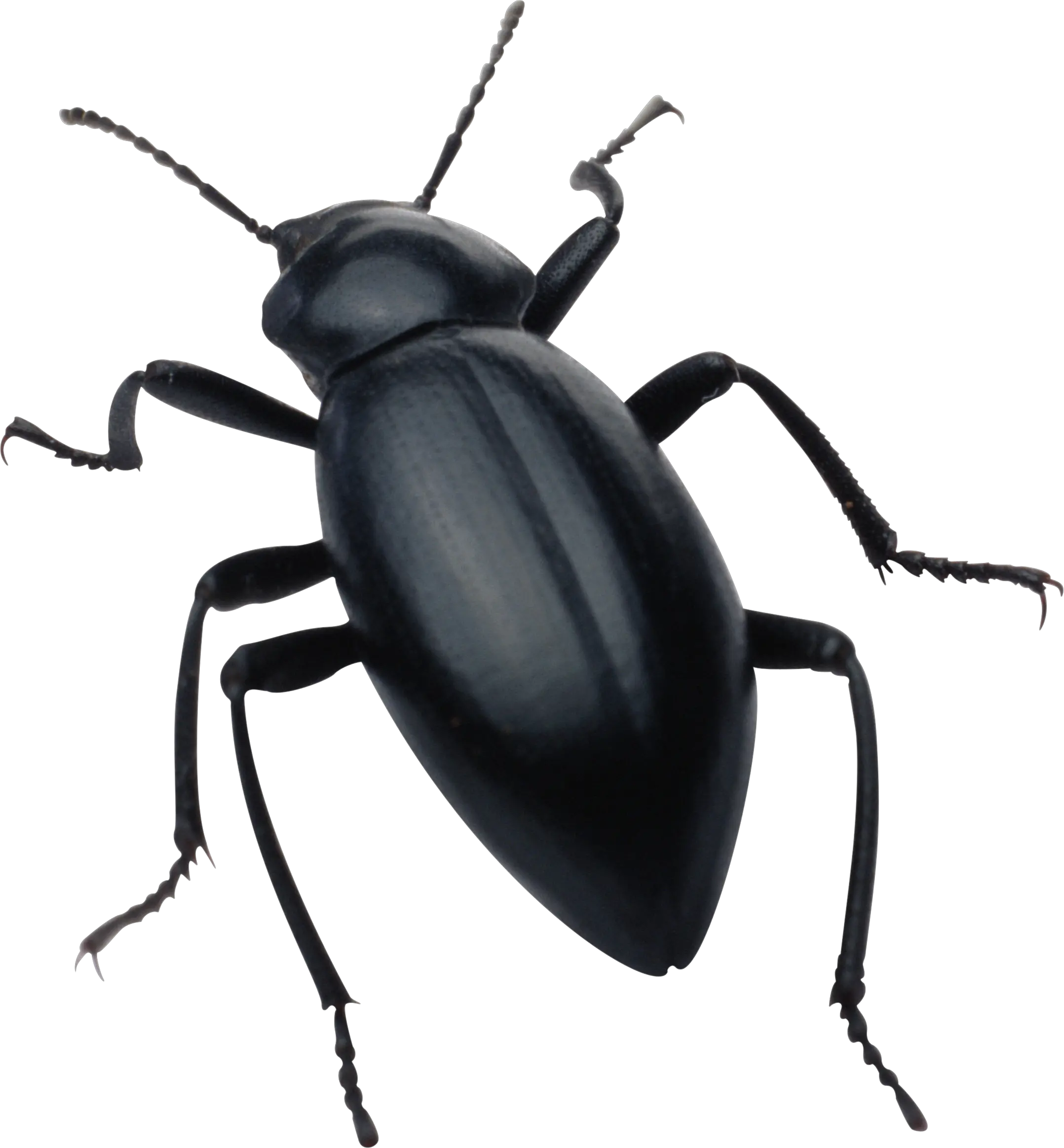 black bug PNG image