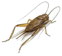 Cricket insect PNG