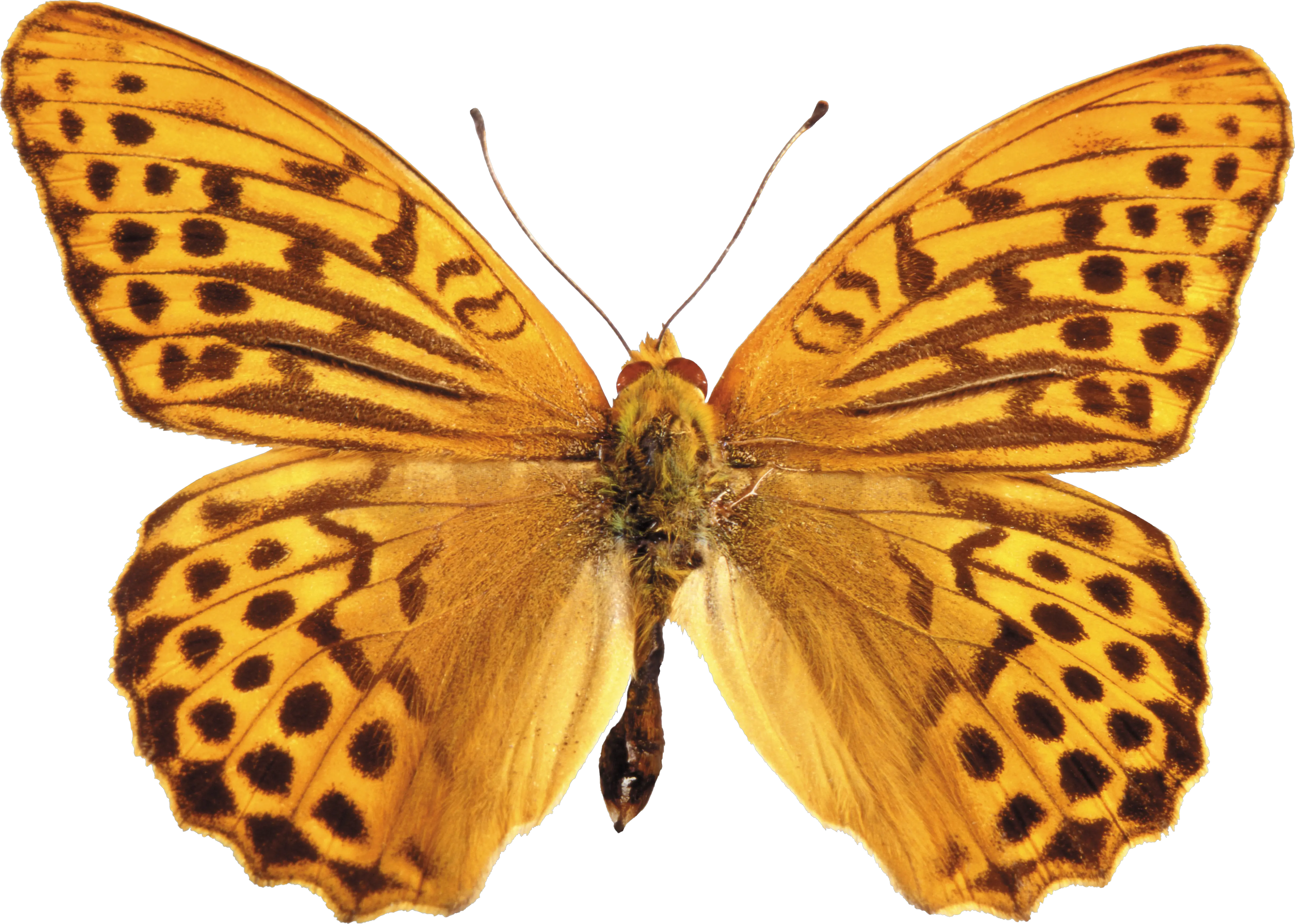 tiger butterfly PNG