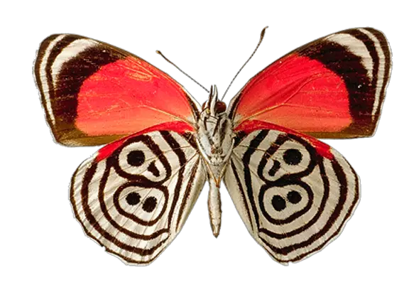 Butterfly PNG image