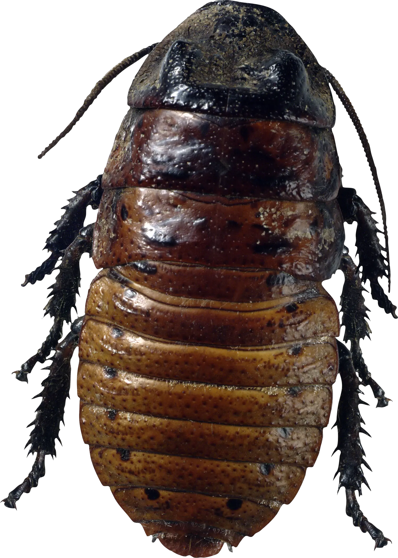 roach bug PNG image