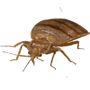 Bed bug PNG
