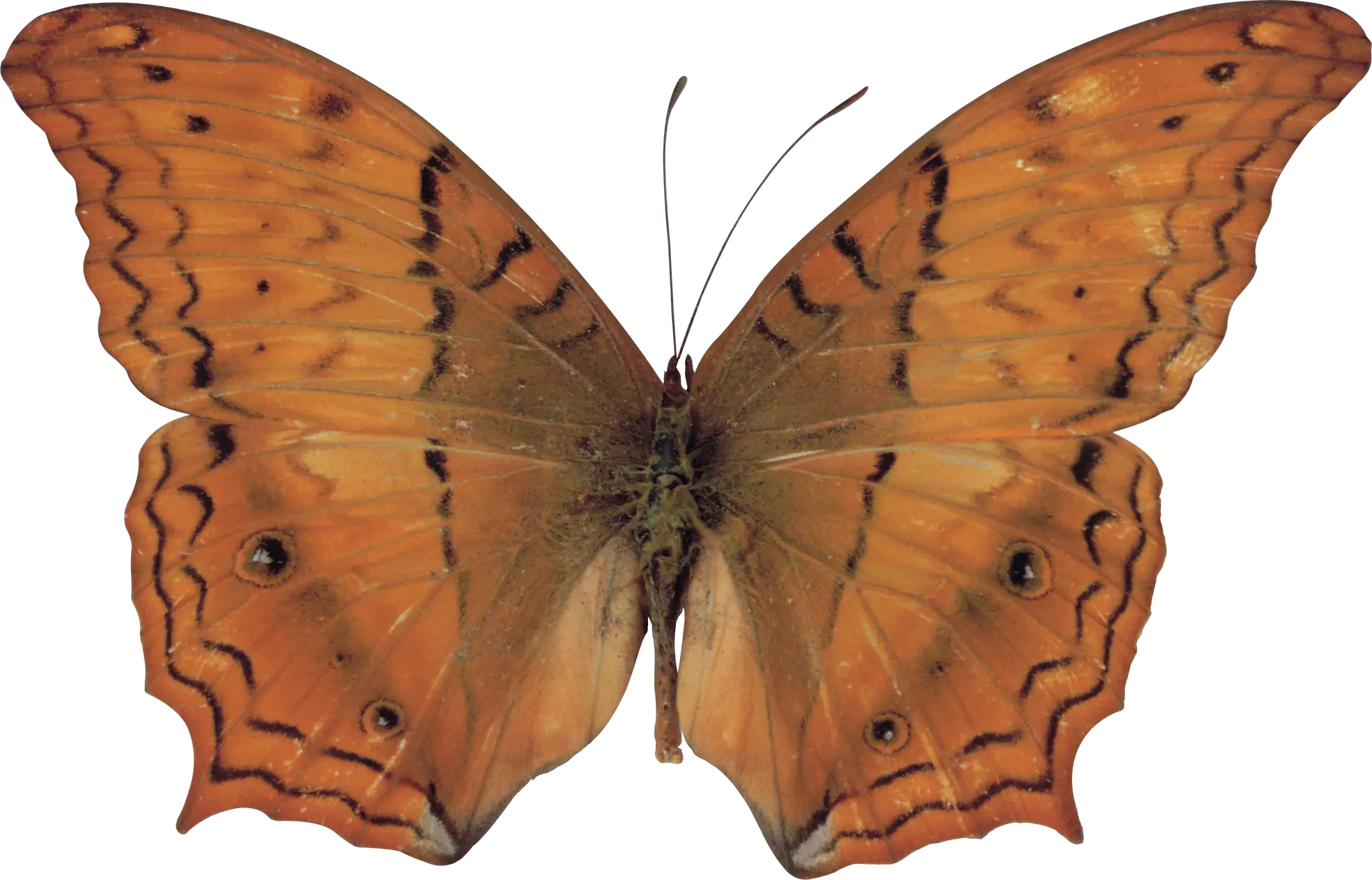 Butterfly PNG