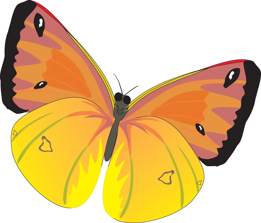 Butterfly PNG image