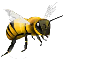 Bee PNG image