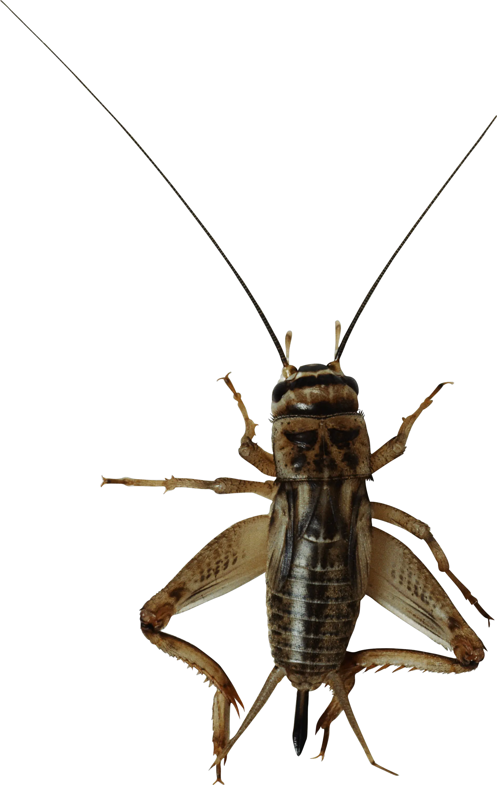 Cricket insect PNG