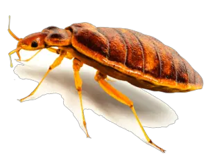 Bed bug PNG