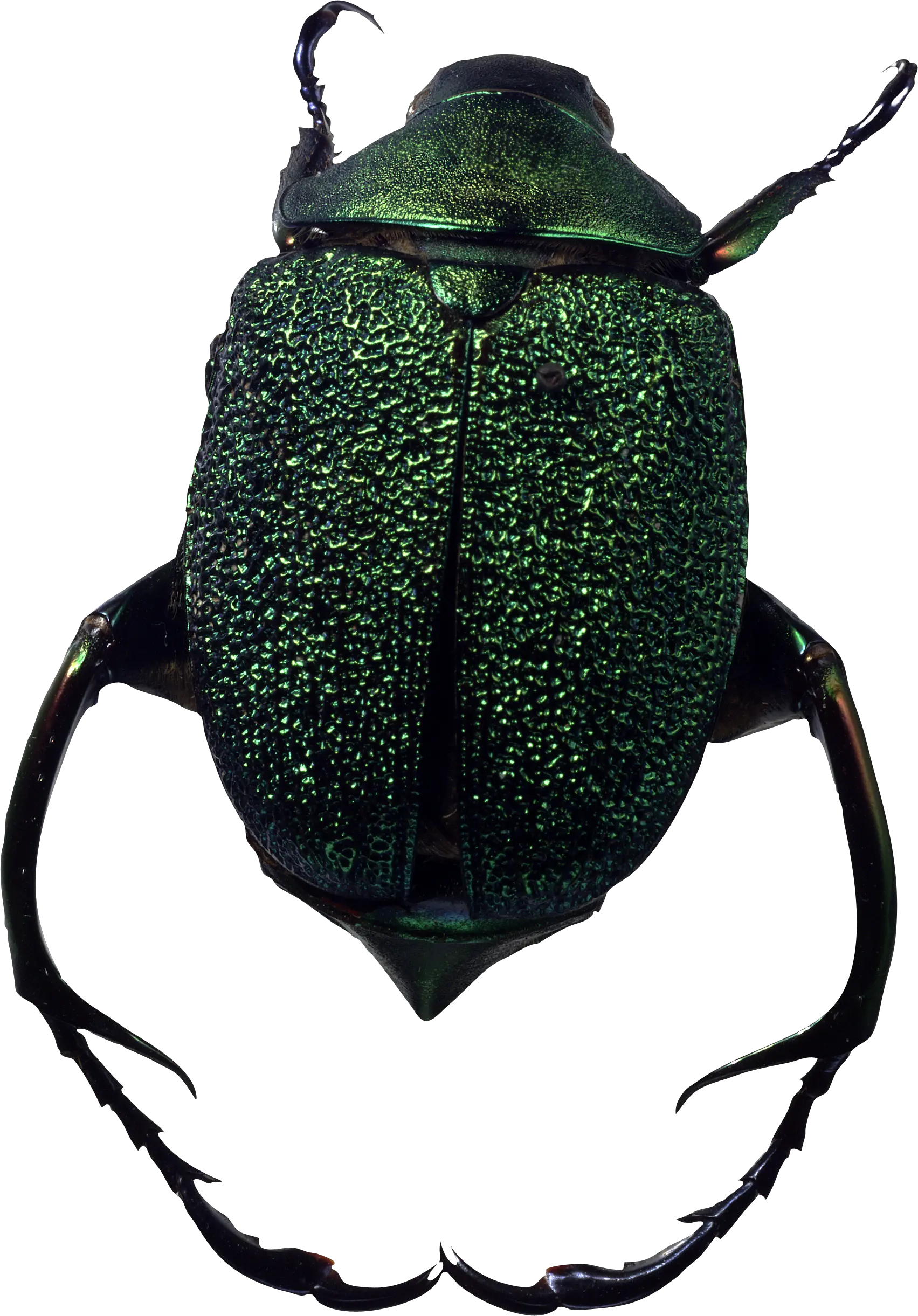 bug PNG image