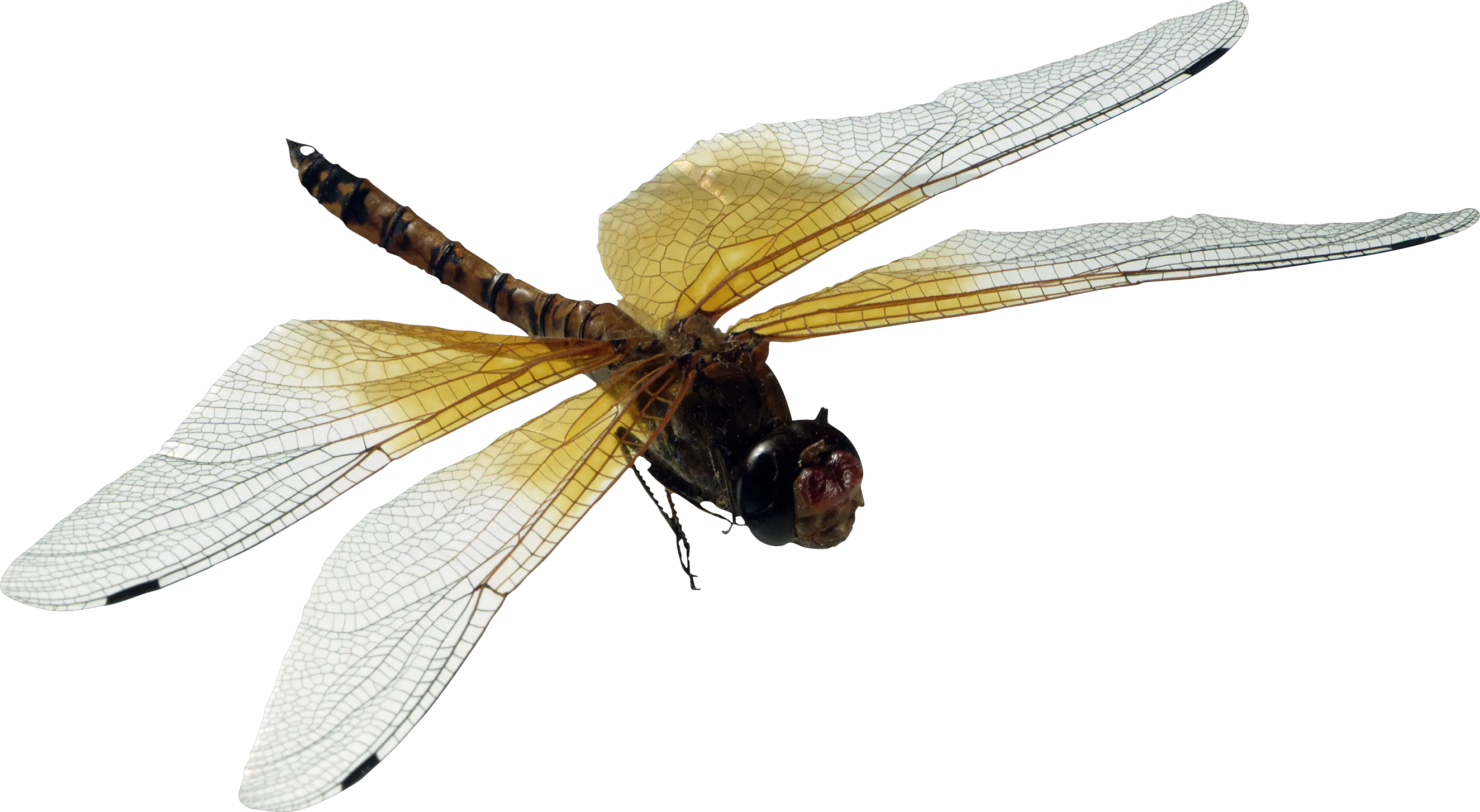 Dragonfly PNG