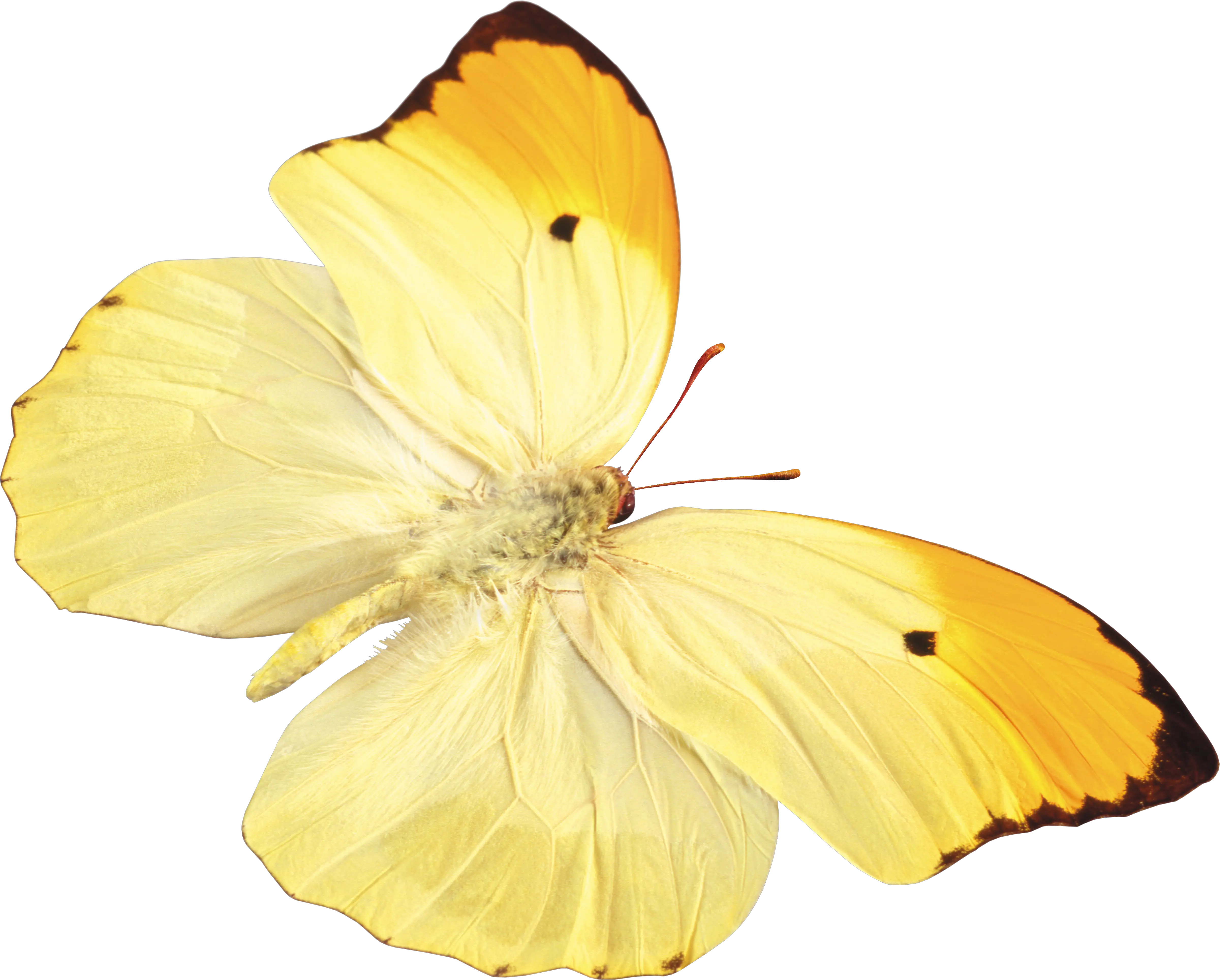 Yellow butterfly PNG