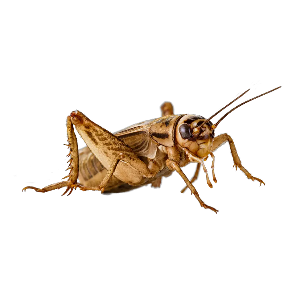 Cricket insect PNG