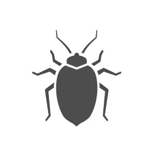Bed bug PNG