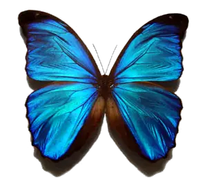 Blue butterfly PNG image