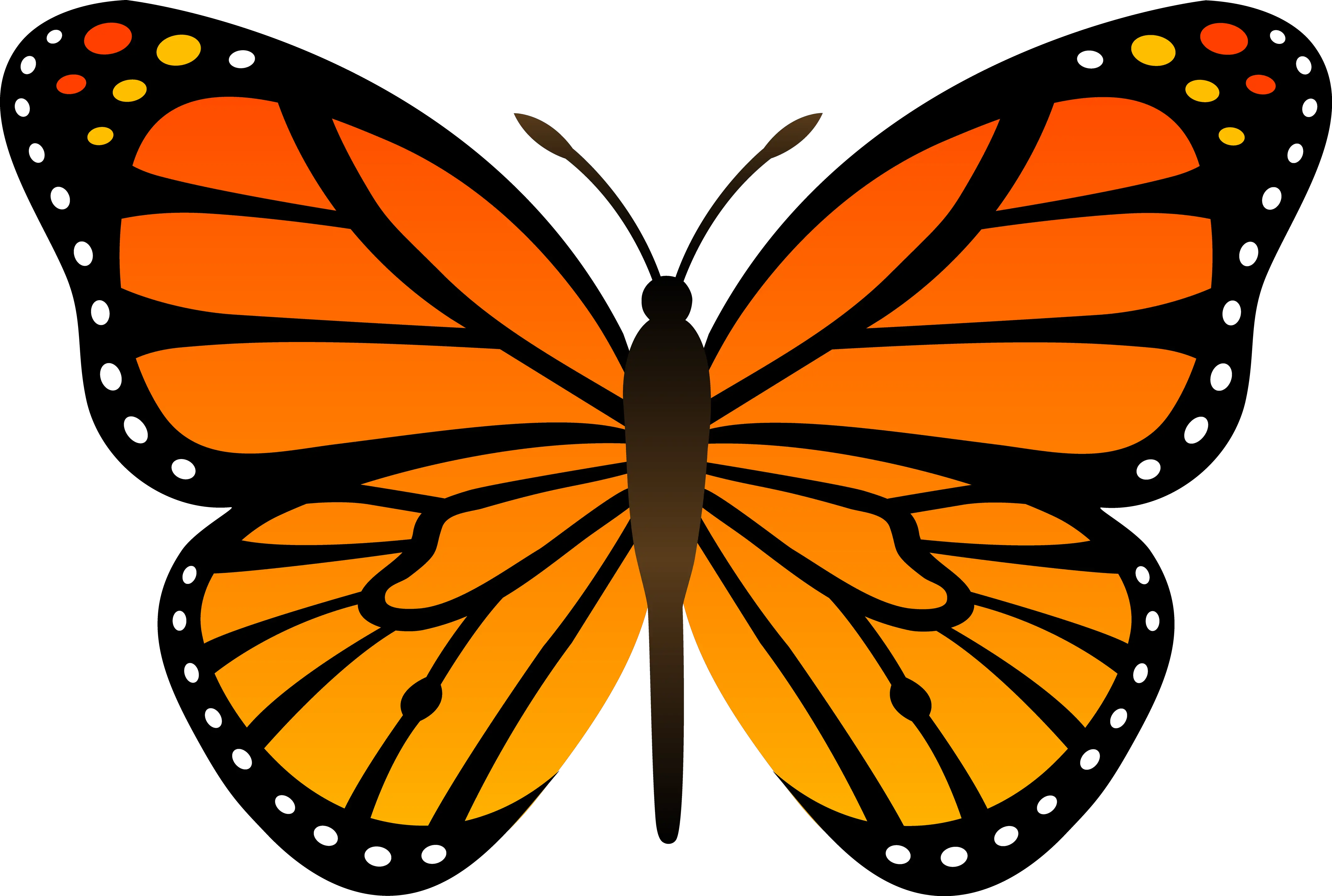 Orange butterfly PNG image butterflies free download