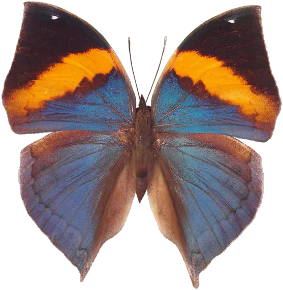 Butterfly PNG image