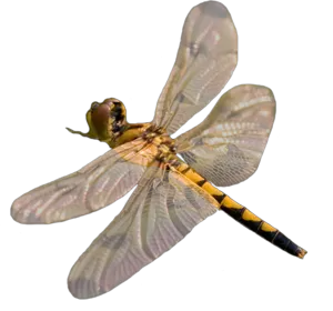 Dragonfly PNG