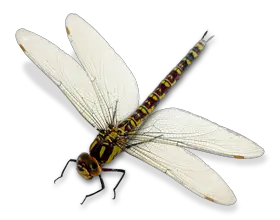 Dragonfly PNG